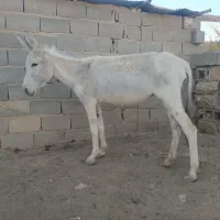 دو عدد الاغ ماده ، گله ای ، باری|حیوانات مزرعه|شیراز, داریون|دیوار
