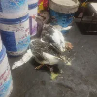 2تا غاز جوان نر ماده