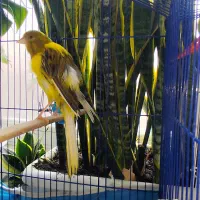 یک جفت قناری رسمی بلند|پرنده|مشکین‌دشت, |دیوار