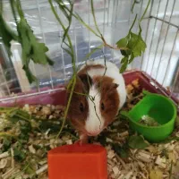 جفت خوکچه هندی بازیگوش نر و ماده سالم