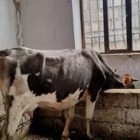 گاو قربانی