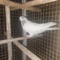 کبوتر کفتر