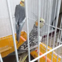 عروس هلندی|پرنده|تربت جام, المهدی|دیوار