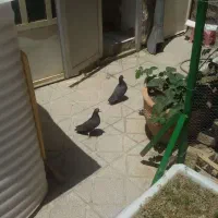کبوتر سیاه رستاخیز اصل