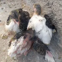 سه عدد جوجه دم سفید