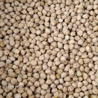 نخود درشت بوجاری شده جنسیت اصل کرمانشاه خوش پخت