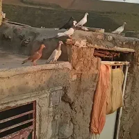 کفتر پرشی جفتی