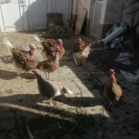 بوقلمون فروشی