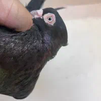 صرب نر مست