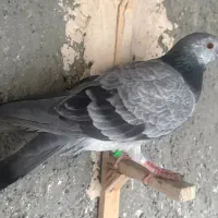 پولکی  ،. قره پولکی ، سبز چینی|پرنده|مشهد, ابوذر|دیوار