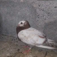کفتر،کبوتر