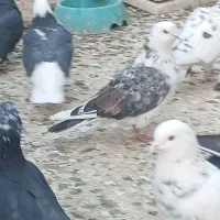 کبوتر|پرنده|شاهرود, |دیوار