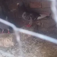 کبوتر