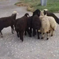 ۹راس بره افشار شیرمست
