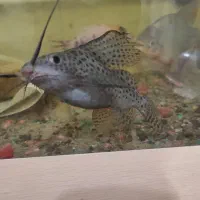 چند عدد ماهی|ماهی|رشت, پیرکلاچای|دیوار