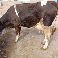 یک عدد گاو سیمنتال با گوساله نر