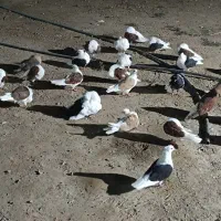 کبوتر