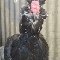 نیمچه مرغ و خروس گلین