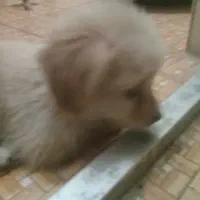 توله پامرشیتزو|سگ|پاکدشت, پارچین|دیوار