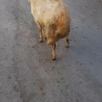 بره ماده شیشک قوچ|حیوانات مزرعه|داران, |دیوار