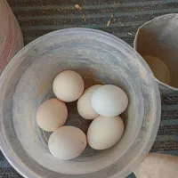 تخم‌مرغ گلین