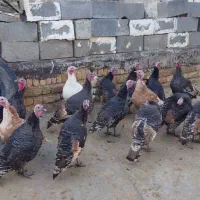 بوقلمون کوردی|حیوانات مزرعه|کامیاران, |دیوار