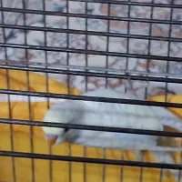 دوعددمرغ عشق جوان وسرحال|پرنده|شیراز, میانرود|دیوار