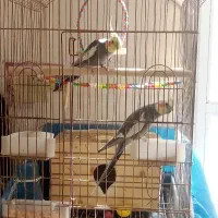 عروس هلندی|پرنده|مرند, |دیوار