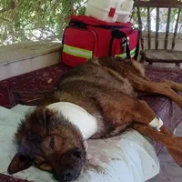 دکتر دامپزشک در محل و کلینیک دامپزشکی سیار