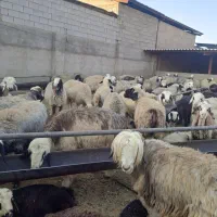 گوسفند داشتی|حیوانات مزرعه|شیراز, برمشور علیا|دیوار