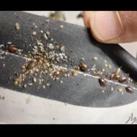 سم پاشی ساس سوسک سمپاش تضمینی فقط بایک جلسه