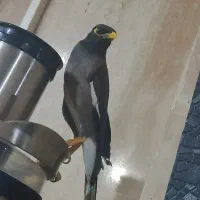 مینا جذاب و دوست داشتنی|پرنده|تهران, سازمان آب|دیوار