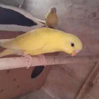 چهارعدد جوجه مرغ عشق  خوش رنگ|پرنده|پاکدشت, پاکدشت (مامازند)|دیوار