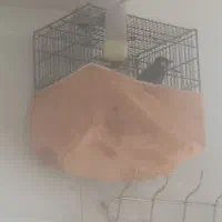 سهره اهوازی نر