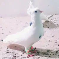 کبوتر کوهی دورگ و جفت یهودی|پرنده|اهواز, کمپلو جنوبی|دیوار