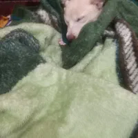 پیدا شده|حیوانات|رباطکریم, کیکاور|دیوار