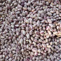 لوبیا چیتی عمده خرده
