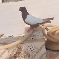 سینه ای|پرنده|اهواز, منازل کارون|دیوار