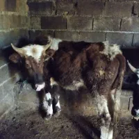 فروش گوسالا|حیوانات مزرعه|نوشهر, |دیوار