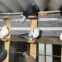 کبوتر پرشی گرما دیده حیون باز باشی میفهمی چین اینا|پرنده|بابل, |دیوار