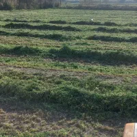 کاه یونجه درجه یک بیشتر گل هست|لوازم جانبی حیوانات|بروجرد, |دیوار