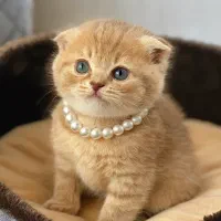 اسکاتیش|گربه|رشت, منظریه|دیوار