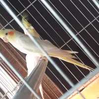 عروس هلندی و مرغ عشق