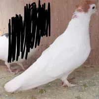 کفتر خال زردکاکلی بزرگه ماده
