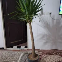 درخت یوکا ۱ونیم مترقد
