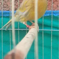 فروش قناری|پرنده|برازجان, |دیوار