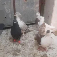 رنگه جفتگاهی