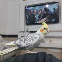 جفت عروس هلندی نروماده