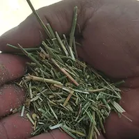 بیده خوردشده منی ۵۹