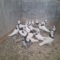 فروش کبوتر طوقی